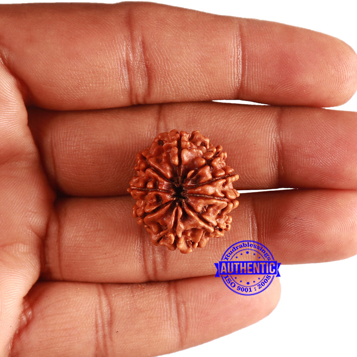 9 Mukhi Nepalese Rudraksha - Bead No. 354