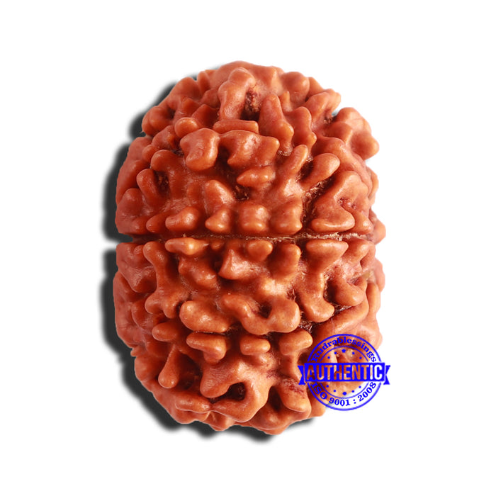 9 Mukhi Nepalese Rudraksha - Bead No. 354
