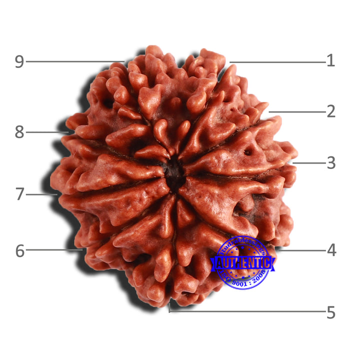 9 Mukhi Nepalese Rudraksha - Bead No. 355
