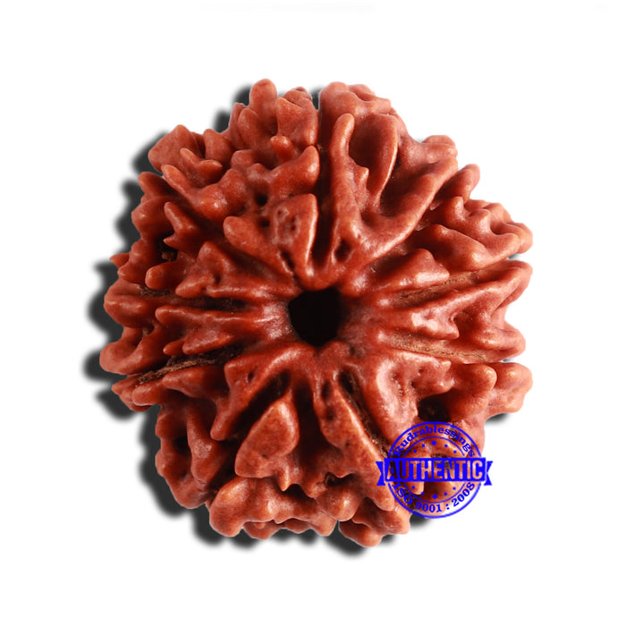 9 Mukhi Nepalese Rudraksha - Bead No. 355