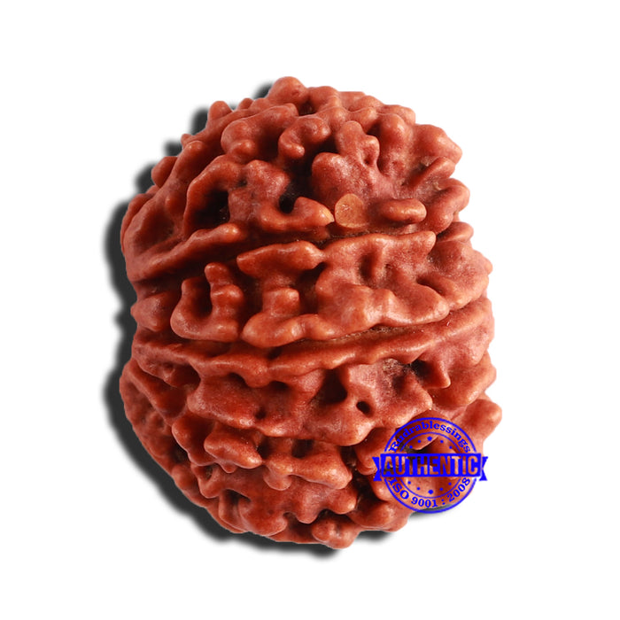9 Mukhi Nepalese Rudraksha - Bead No. 355
