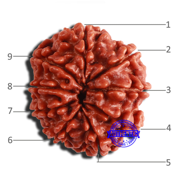 9 Mukhi Nepalese Rudraksha - Bead No. 356