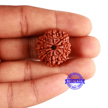 Load image into Gallery viewer, 9 Mukhi Nepalese Rudraksha - Bead No. 356
