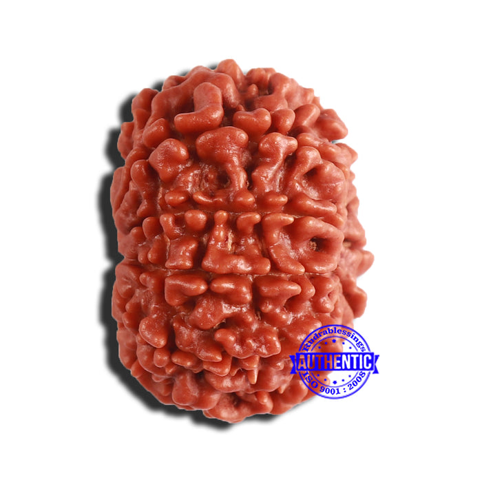 9 Mukhi Nepalese Rudraksha - Bead No. 356