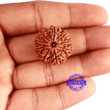Load image into Gallery viewer, 9 Mukhi Nepalese Rudraksha - Bead No. 358
