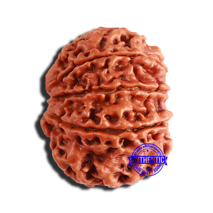 9 Mukhi Nepalese Rudraksha - Bead No. 358