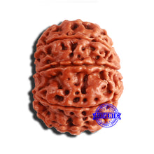 Load image into Gallery viewer, 9 Mukhi Nepalese Rudraksha - Bead No. 358
