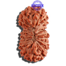 Load image into Gallery viewer, 22 Mukhi Rudraksha from Indonesia - Bead No U
