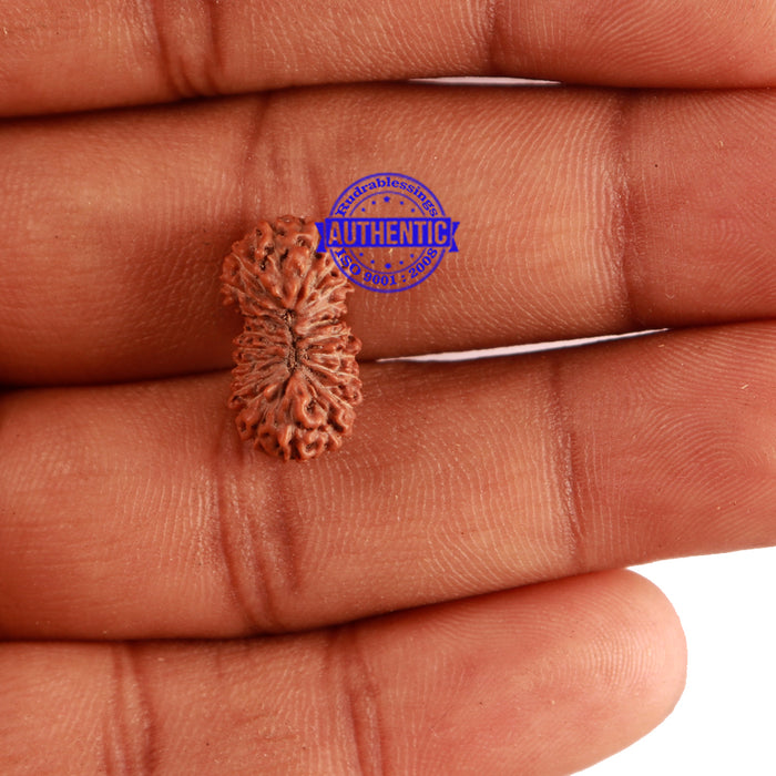 22 Mukhi Rudraksha from Indonesia - Bead No U