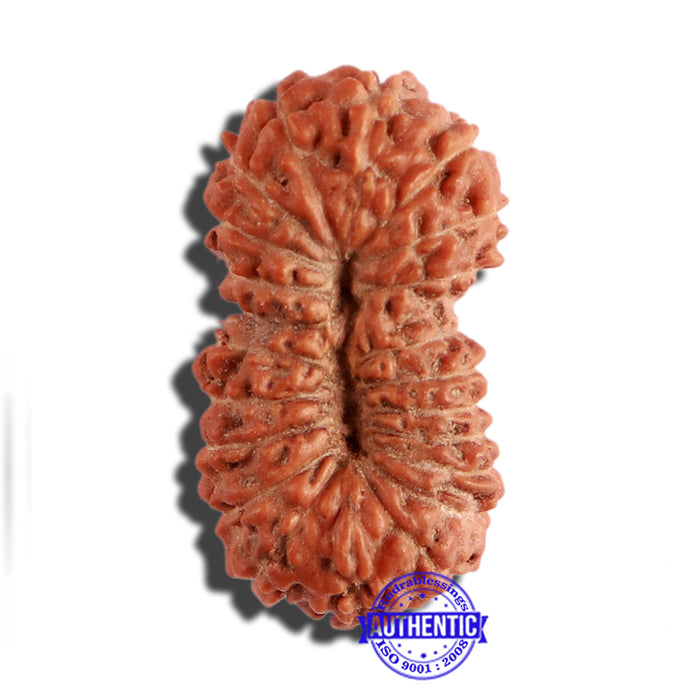 22 Mukhi Rudraksha from Indonesia - Bead No U