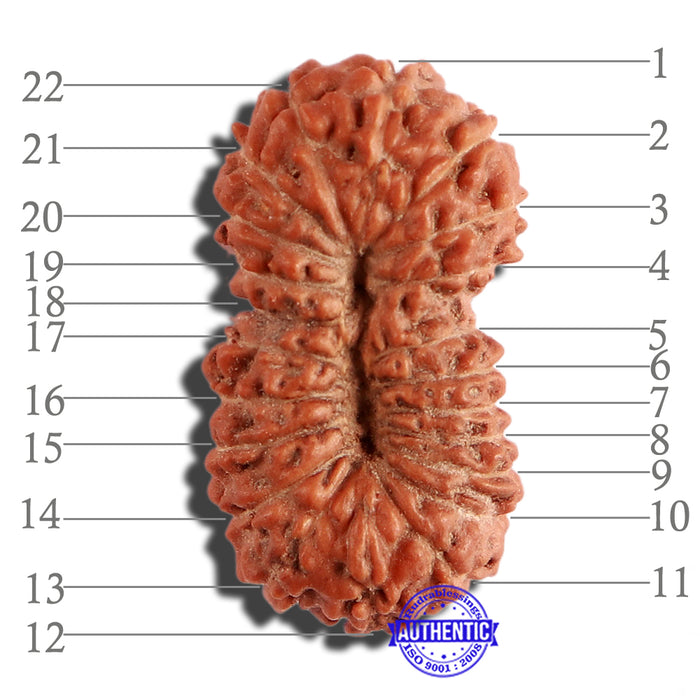 22 Mukhi Rudraksha from Indonesia - Bead No U