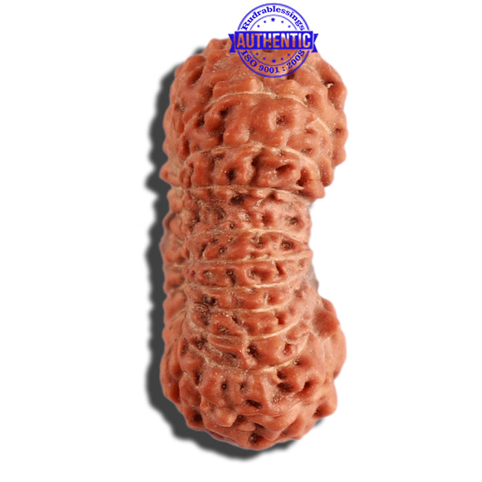 22 Mukhi Rudraksha from Indonesia - Bead No U