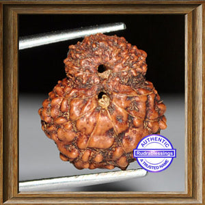 Indonesian Garbh Gauri Rudraksha - Bead No. 4