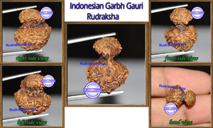 Indonesian Garbh Gauri Rudraksha - Bead No. 6