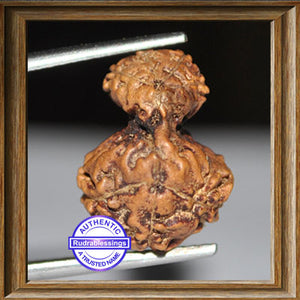 Indonesian Garbh Gauri Rudraksha - Bead No. 6