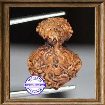 Indonesian Garbh Gauri Rudraksha - Bead No. 6