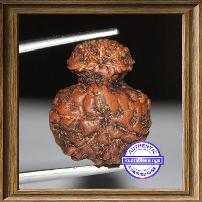 Indonesian Garbh Gauri Rudraksha - Bead No. 7