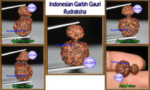 Load image into Gallery viewer, Indonesian Garbh Gauri Rudraksha - Bead No. 9
