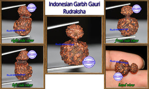 Indonesian Garbh Gauri Rudraksha - Bead No. 9