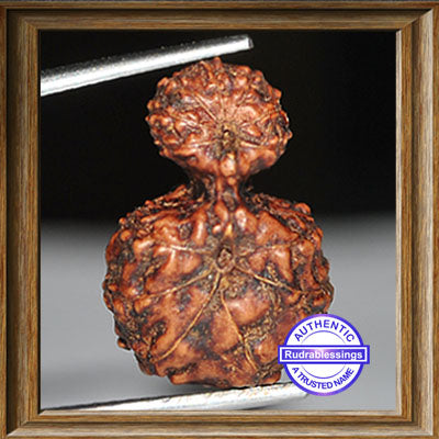 Indonesian Garbh Gauri Rudraksha - Bead No. 9