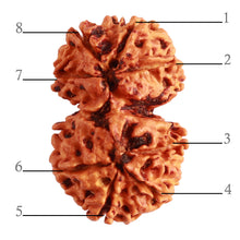 Load image into Gallery viewer, Gaurishanker Nepalese Rudraksha Bead No. - 192
