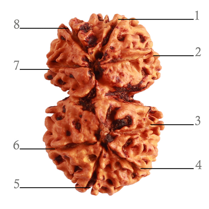 Gaurishanker Nepalese Rudraksha Bead No. - 192