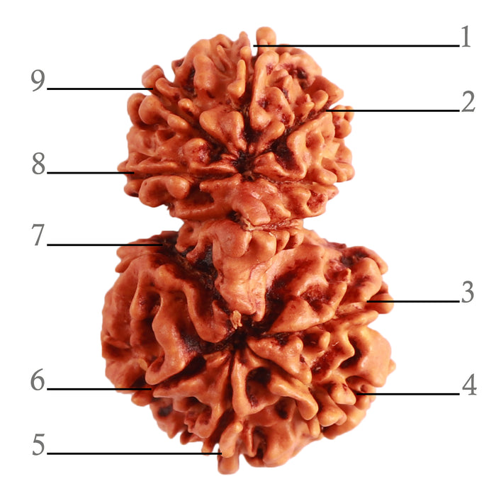 Gaurishanker Nepalese Rudraksha Bead No. - 193