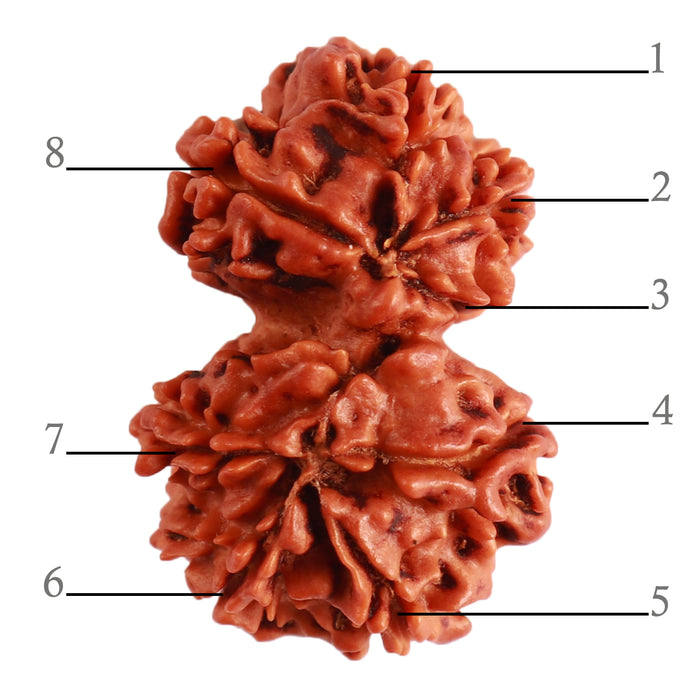 Gaurishanker Nepalese Rudraksha Bead No. - 195