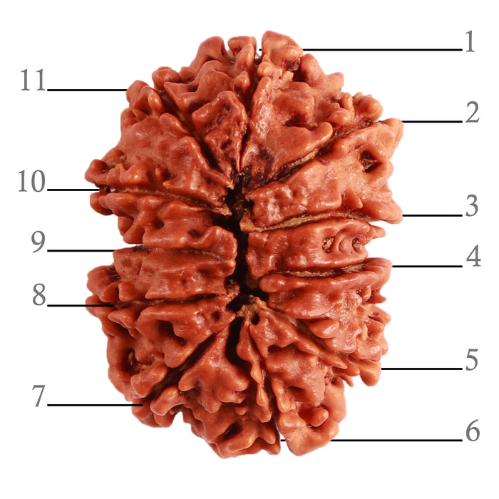 Gaurishanker Nepalese Rudraksha Bead No. - 196
