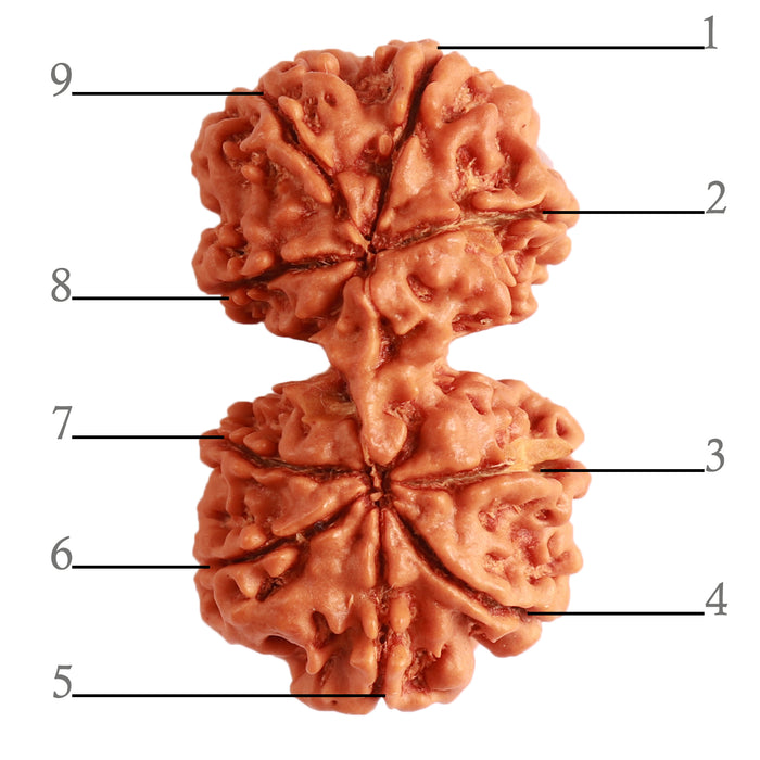 Gaurishanker Nepalese Rudraksha Bead No. - 199