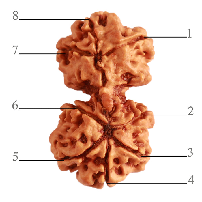 Gaurishanker Nepalese Rudraksha Bead No. - 200