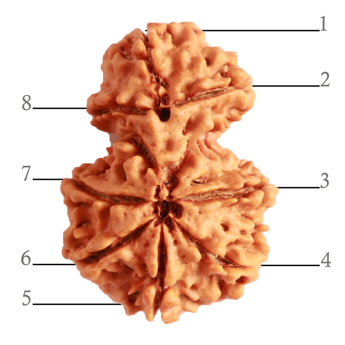 Gaurishanker Nepalese Rudraksha Bead No. - 203
