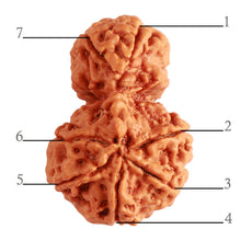 Load image into Gallery viewer, Gaurishanker Nepalese Rudraksha Bead No. - 204
