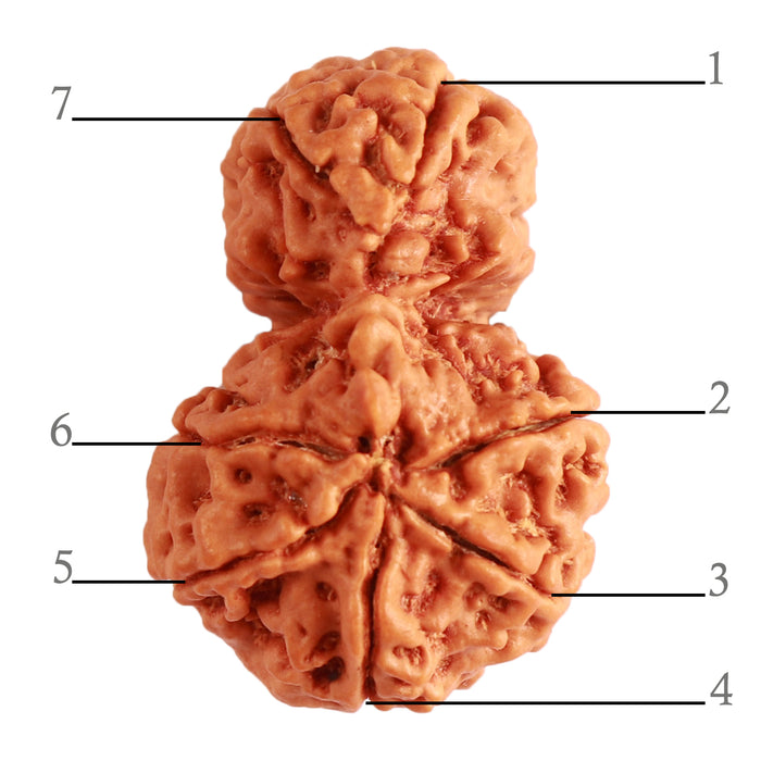 Gaurishanker Nepalese Rudraksha Bead No. - 204