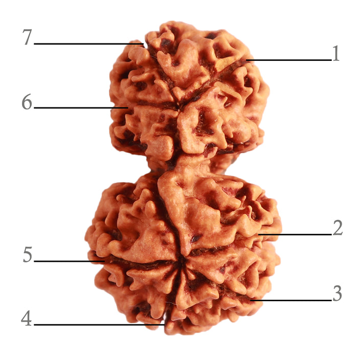 Gaurishanker Nepalese Rudraksha Bead No. - 206