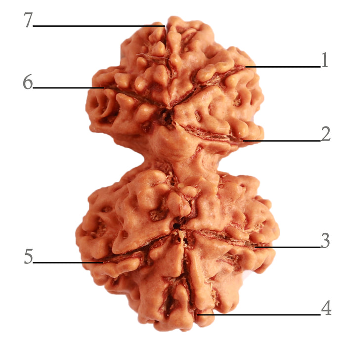 Gaurishanker Nepalese Rudraksha Bead No. - 207