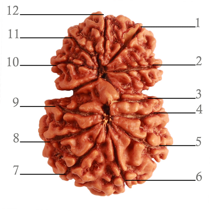 Gaurishanker Nepalese Rudraksha Bead No. - 208