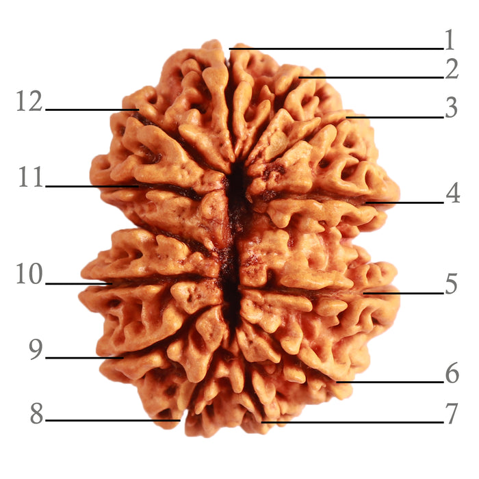 Gaurishanker Nepalese Rudraksha Bead No. - 210