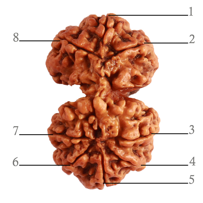 Gaurishanker Nepalese Rudraksha Bead No. - 211