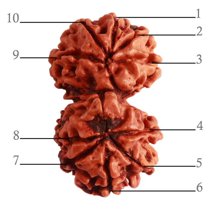 Gaurishanker Nepalese Rudraksha Bead No. - 212