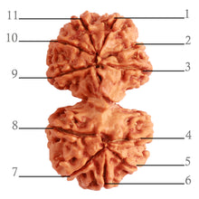 Load image into Gallery viewer, Gaurishanker Nepalese Rudraksha Bead No. - 218
