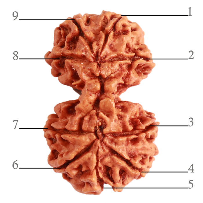 Gaurishanker Nepalese Rudraksha Bead No. - 219
