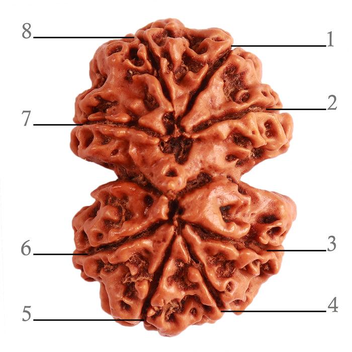 Gaurishanker Nepalese Rudraksha Bead No. - 220