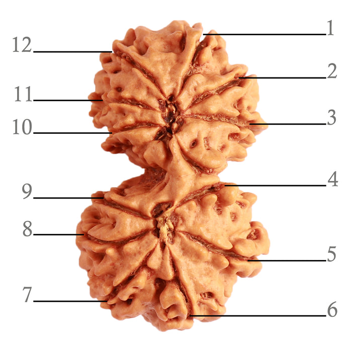 Gaurishanker Nepalese Rudraksha Bead No. - 221