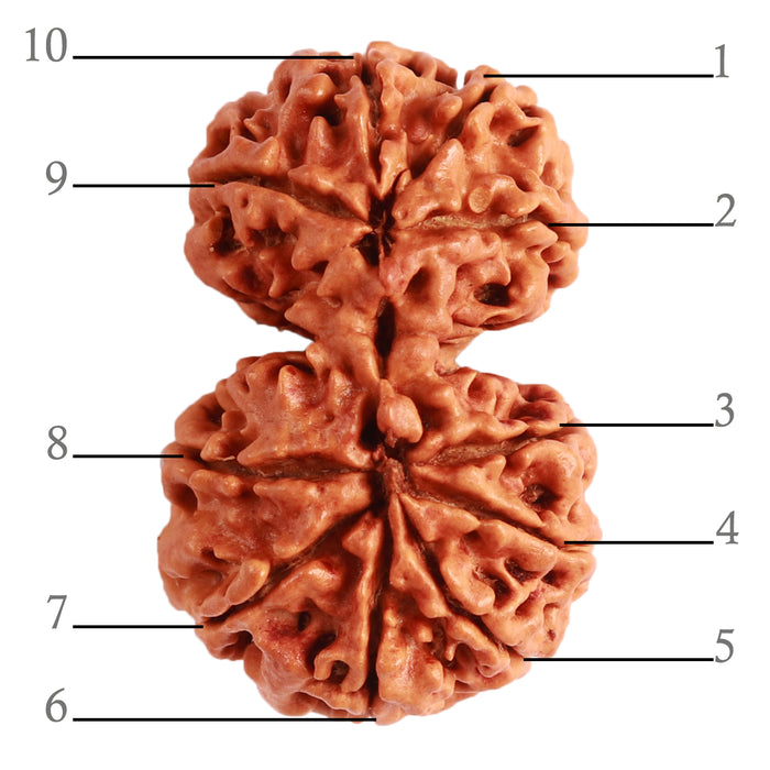 Gaurishanker Nepalese Rudraksha Bead No. - 222