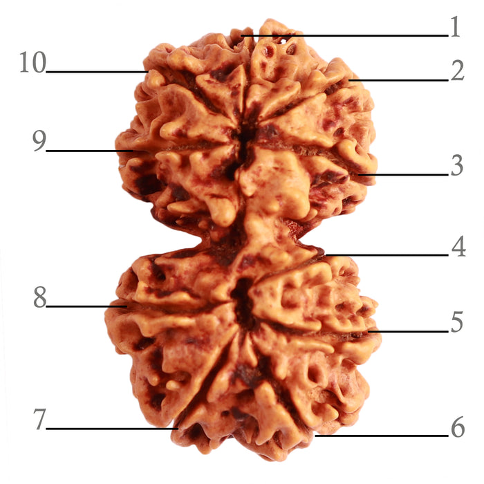 Gaurishanker Nepalese Rudraksha Bead No. - 224
