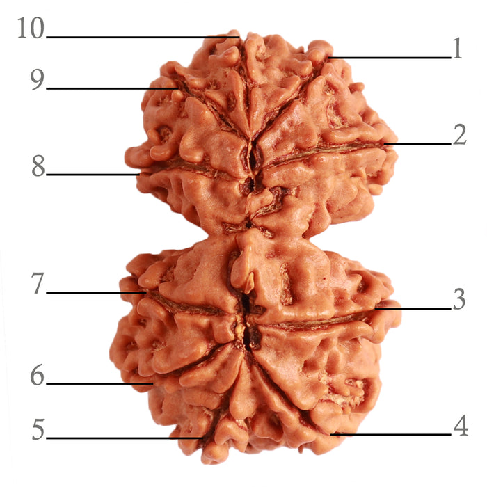 Gaurishanker Nepalese Rudraksha Bead No. - 225