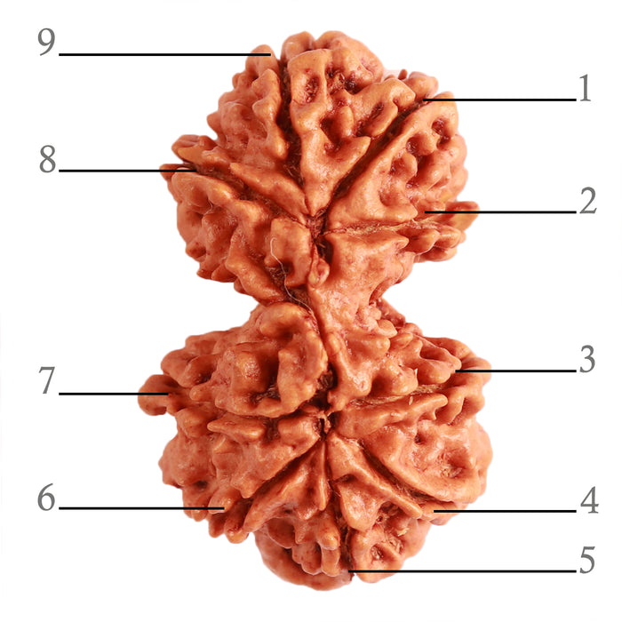 Gaurishanker Nepalese Rudraksha Bead No. - 226