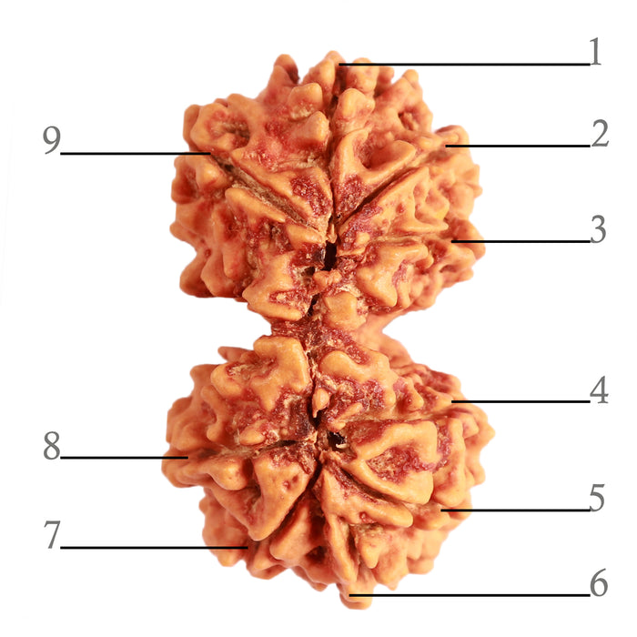 Gaurishanker Nepalese Rudraksha Bead No. - 227