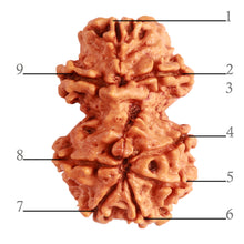 Load image into Gallery viewer, Gaurishanker Nepalese Rudraksha Bead No. - 228
